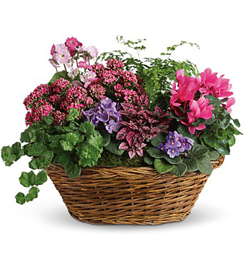 Simply Chic Mixed Plant Basket